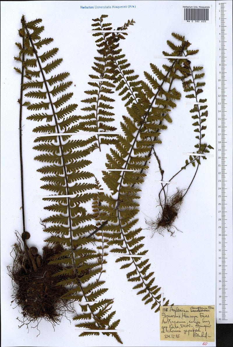 Asplenium pellucidum subsp. pellucidum photo 4
