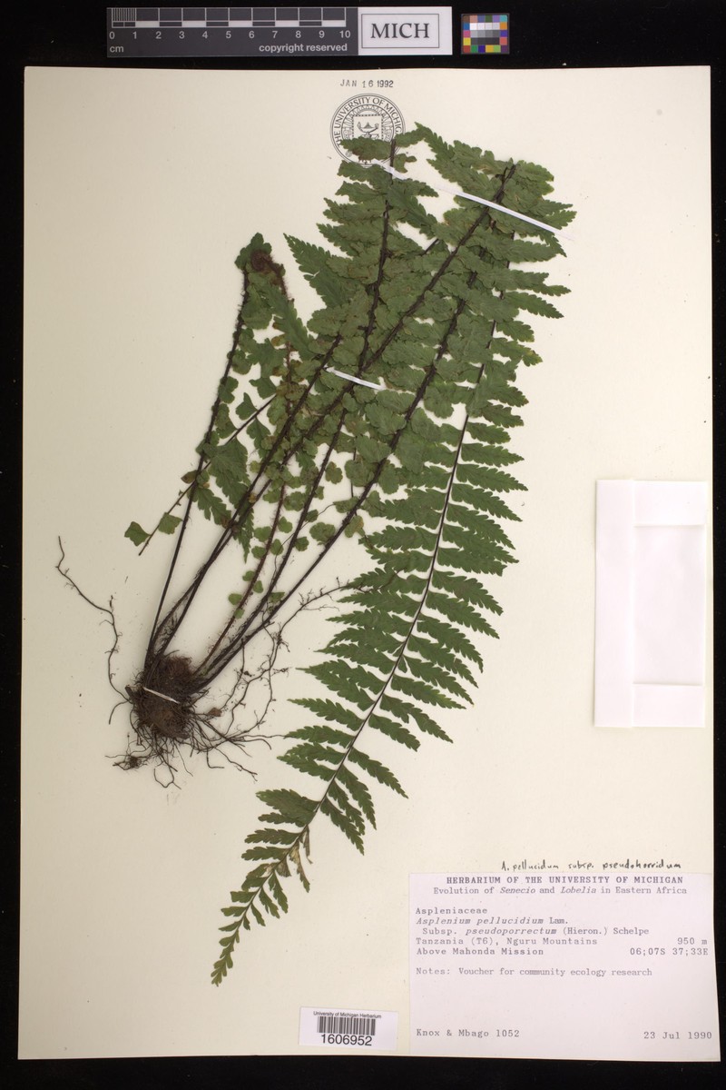 Asplenium pellucidum subsp. pseudohorridum