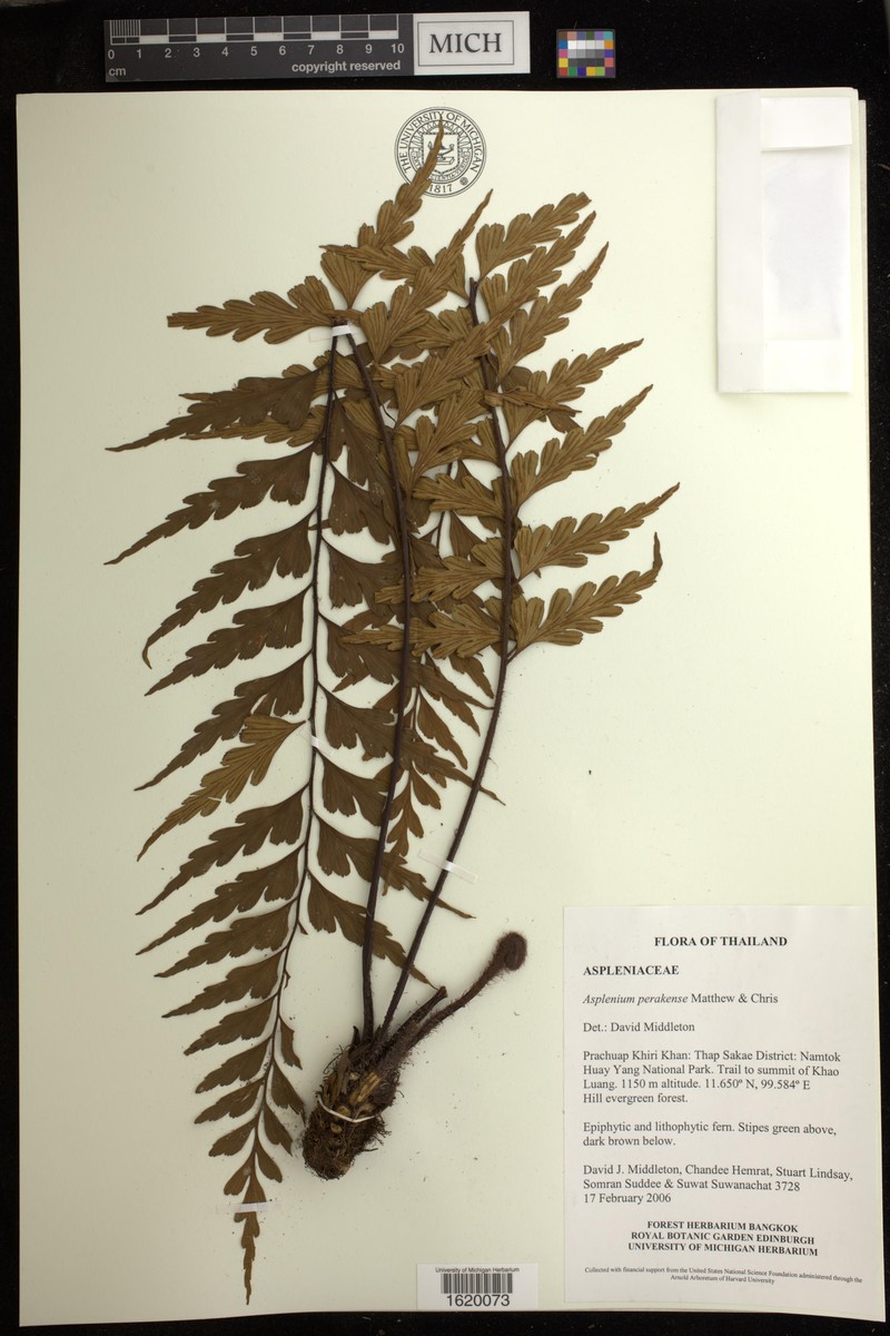Asplenium perakense photo 2