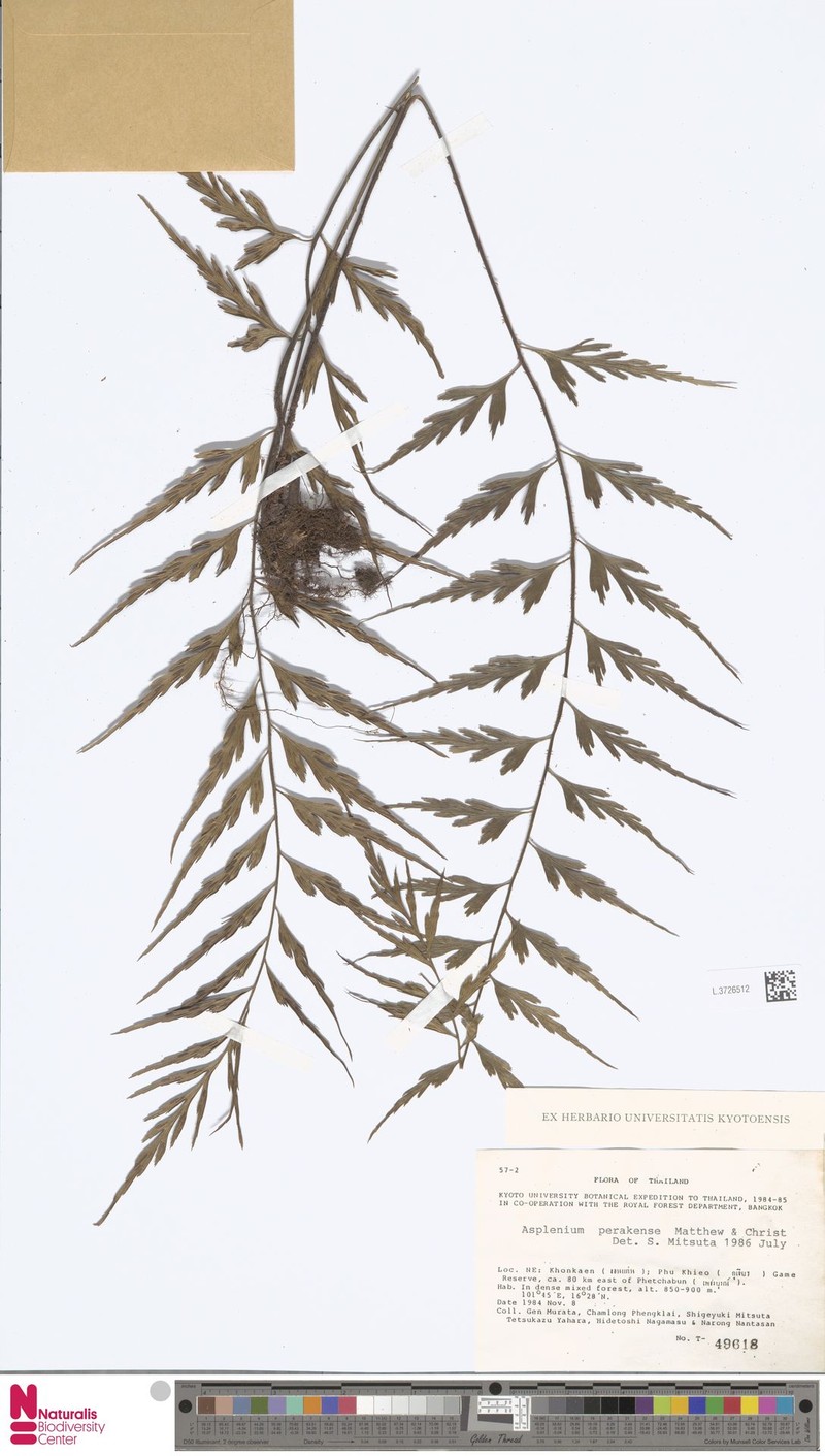 Asplenium perakense photo 3