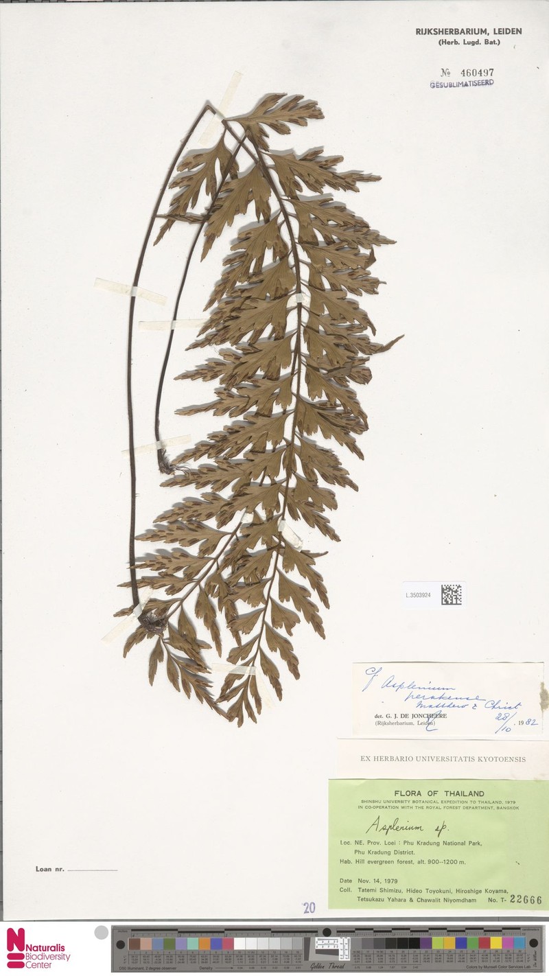 Asplenium perakense photo 4