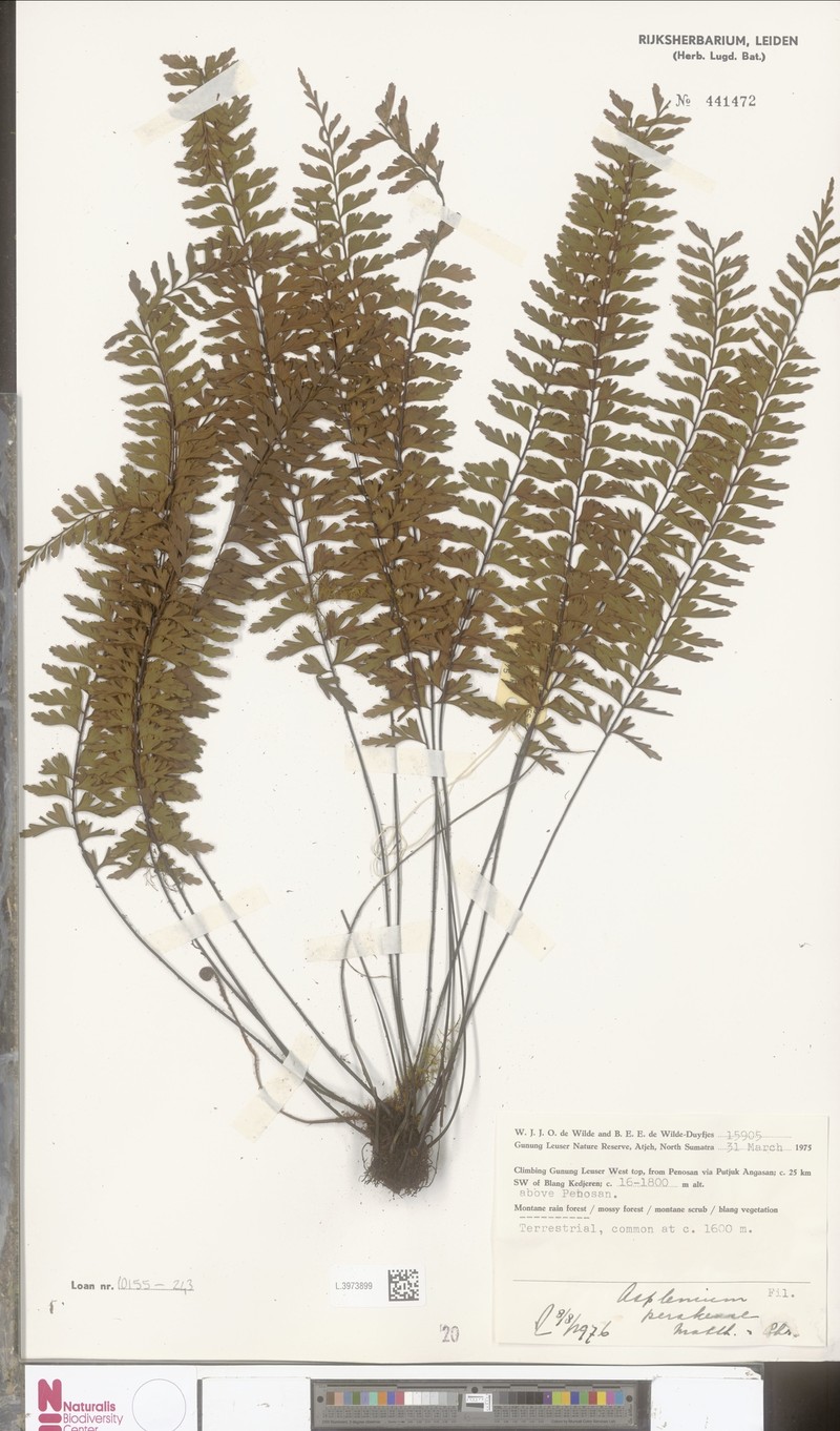 Asplenium perakense photo 5