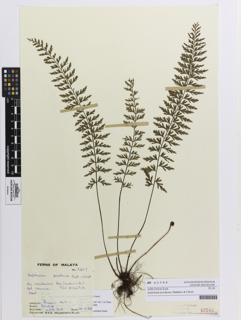 Asplenium perakense