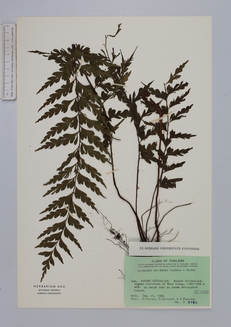 Asplenium perakense