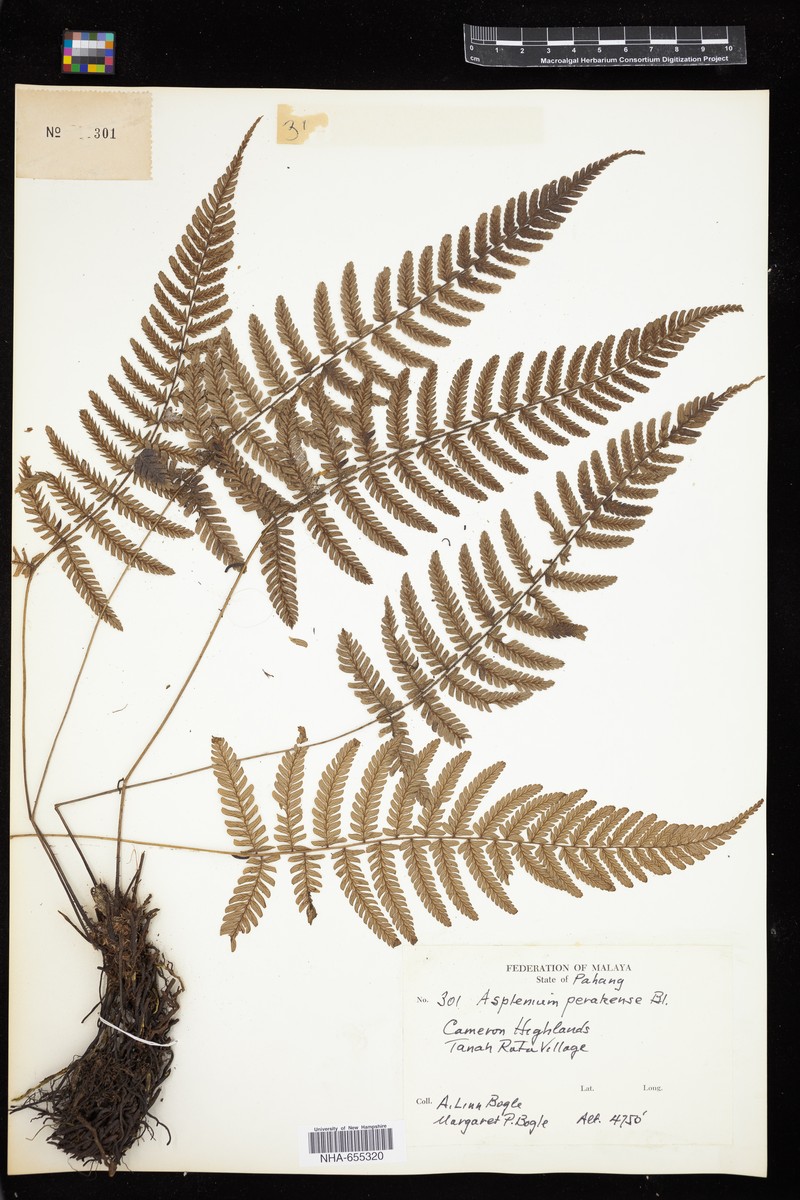 Asplenium perakense photo 2