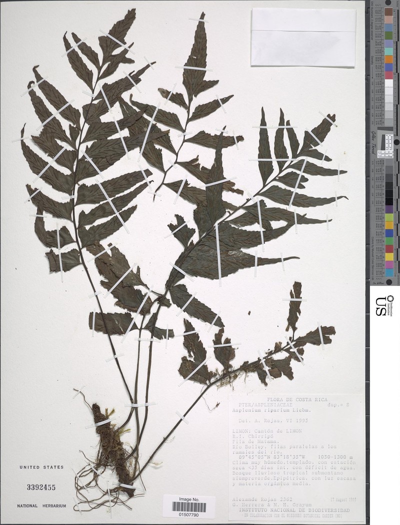 Asplenium perplexum