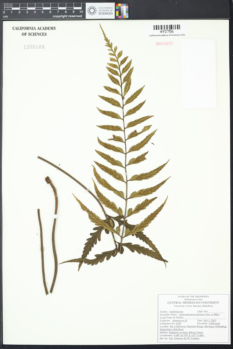 Asplenium persicifolium
