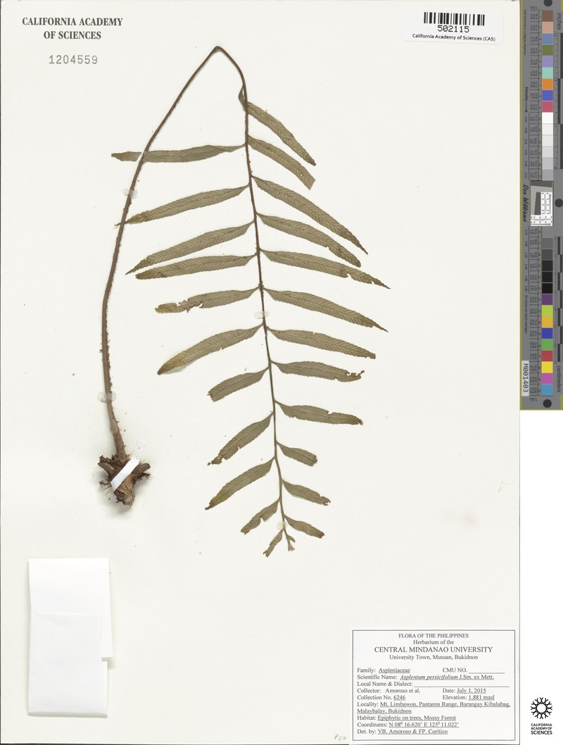 Asplenium persicifolium photo 2