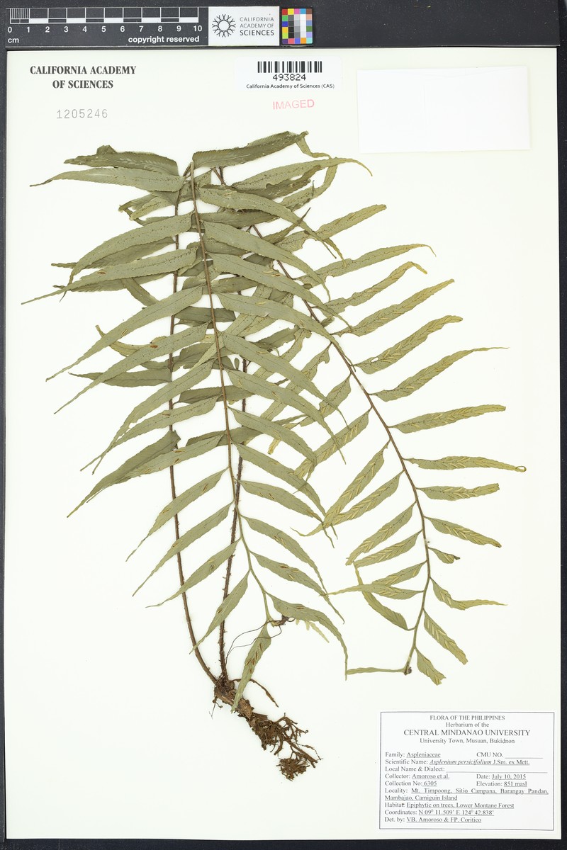 Asplenium persicifolium photo 3