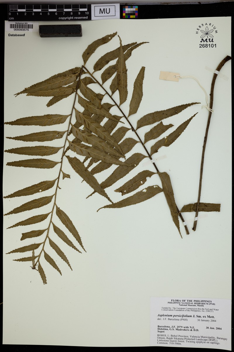 Asplenium persicifolium photo 4