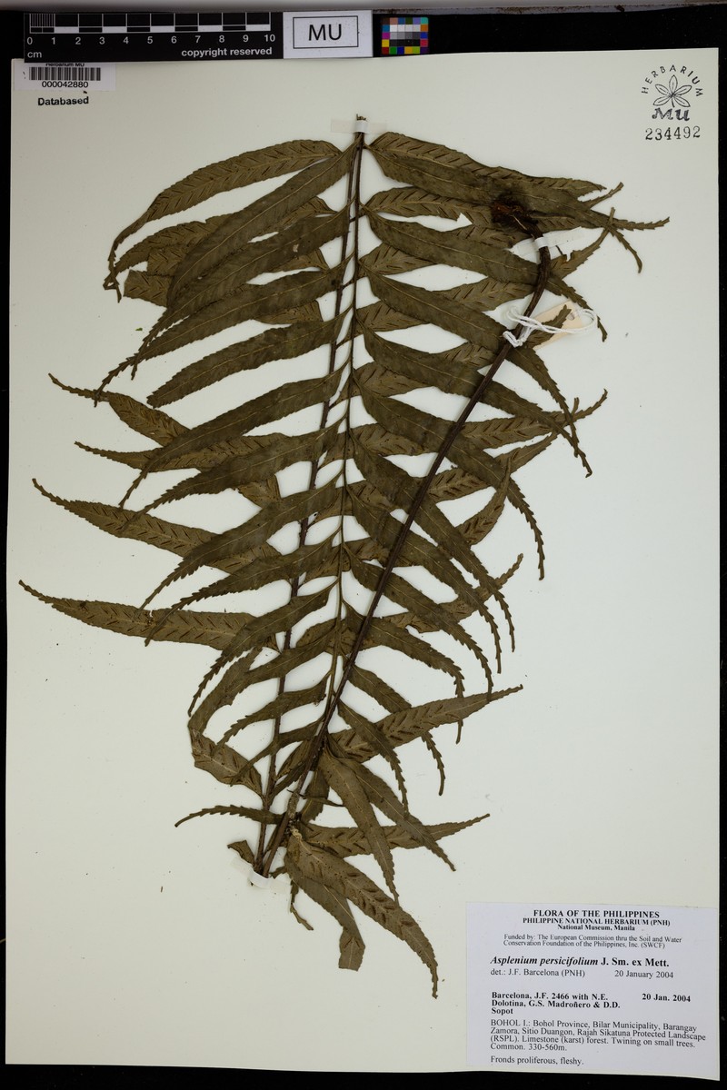 Asplenium persicifolium photo 5