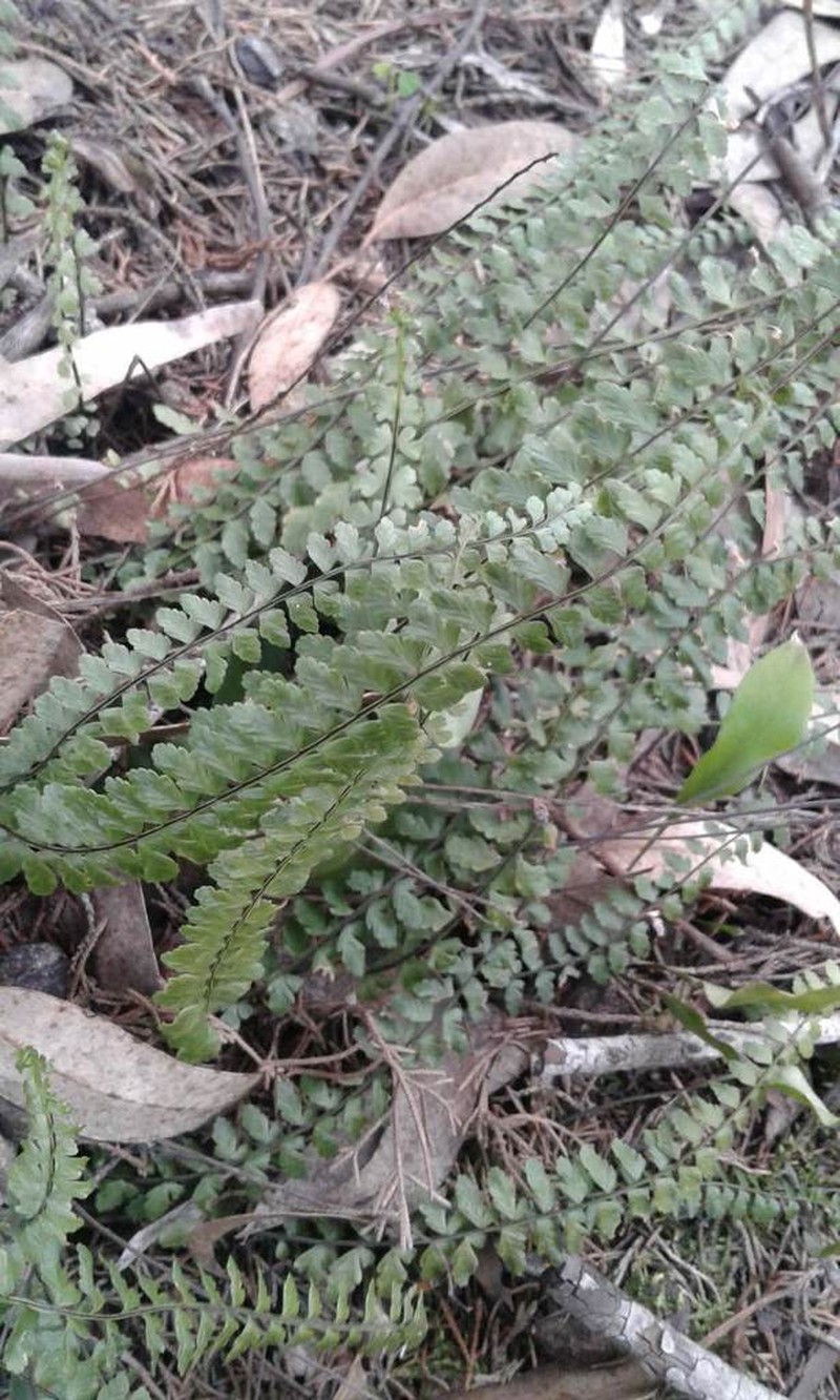 Asplenium peruvianum photo 2