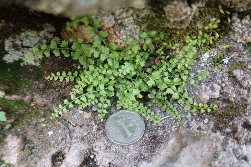 Asplenium peruvianum photo 3
