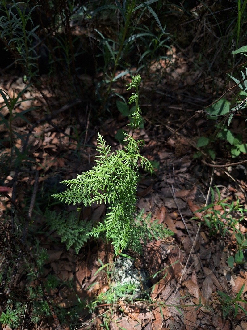 Asplenium peruvianum photo 4