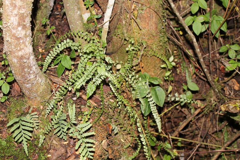 Asplenium peruvianum photo 5