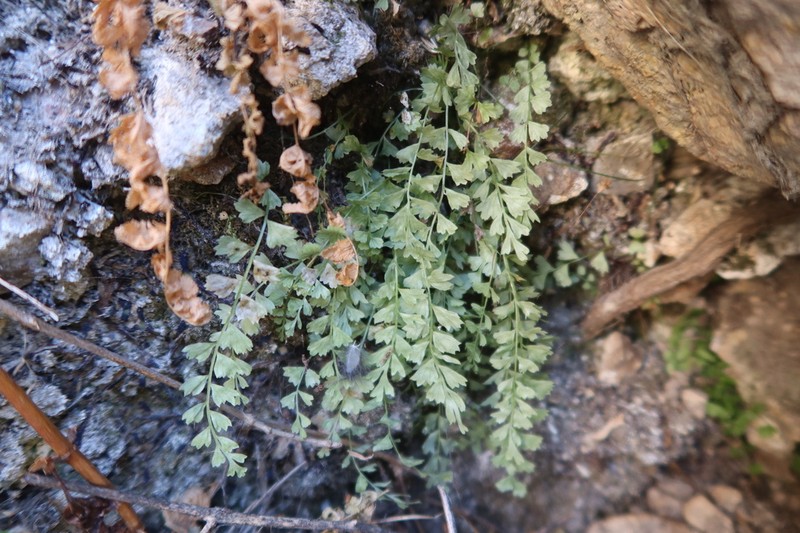 Asplenium peruvianum photo 6