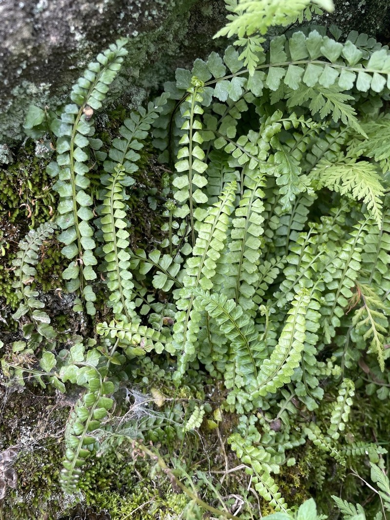 Asplenium peruvianum photo 7