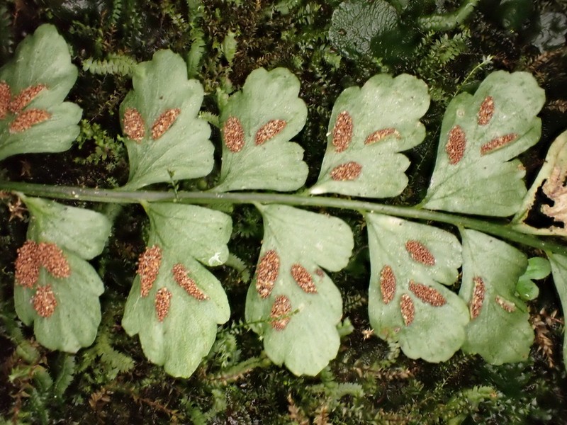 Asplenium peruvianum photo 8