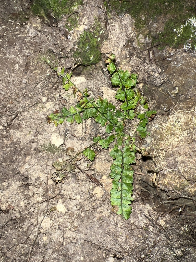 Asplenium peruvianum var. insulare
