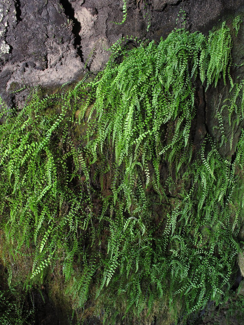 Asplenium peruvianum var. insulare photo 2