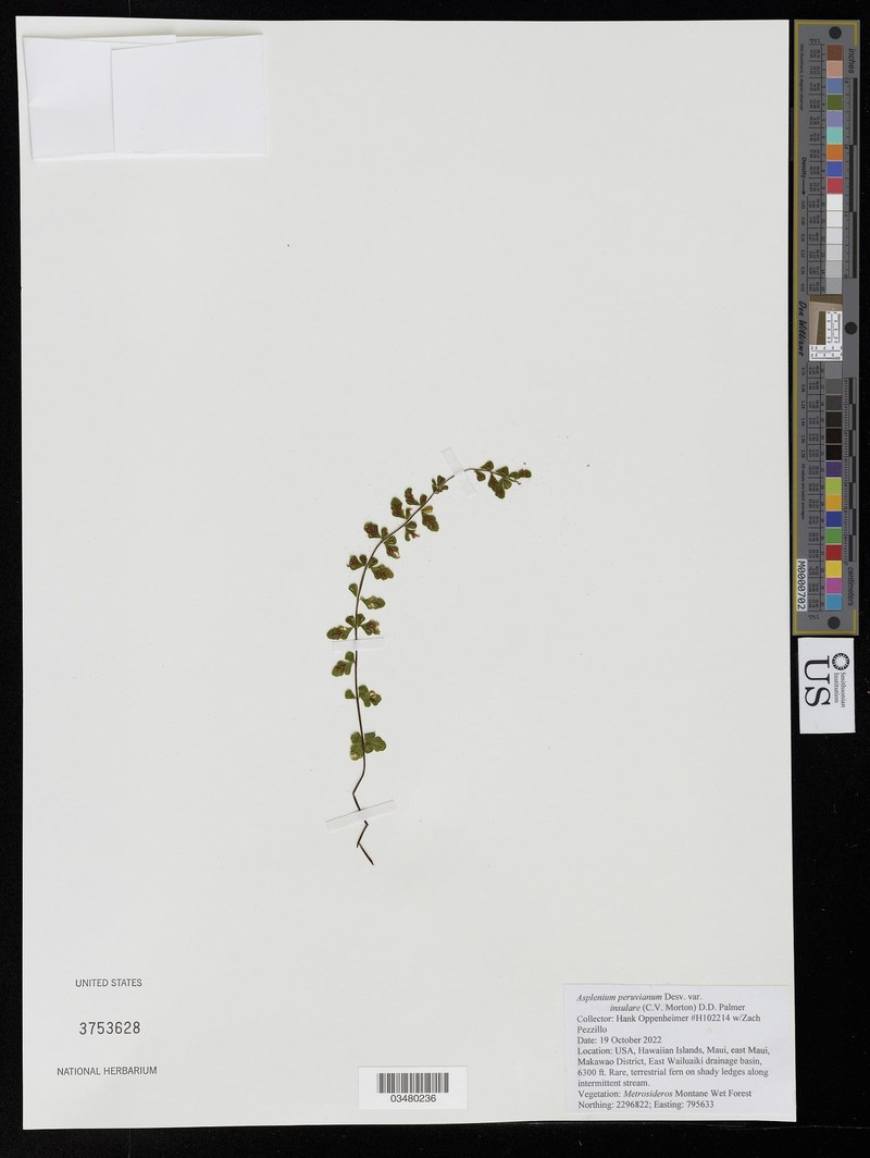 Asplenium peruvianum var. insulare photo 3