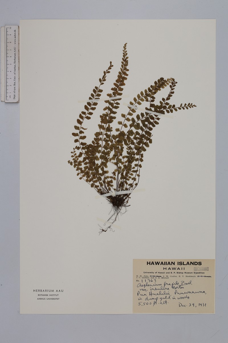 Asplenium peruvianum var. insulare photo 4