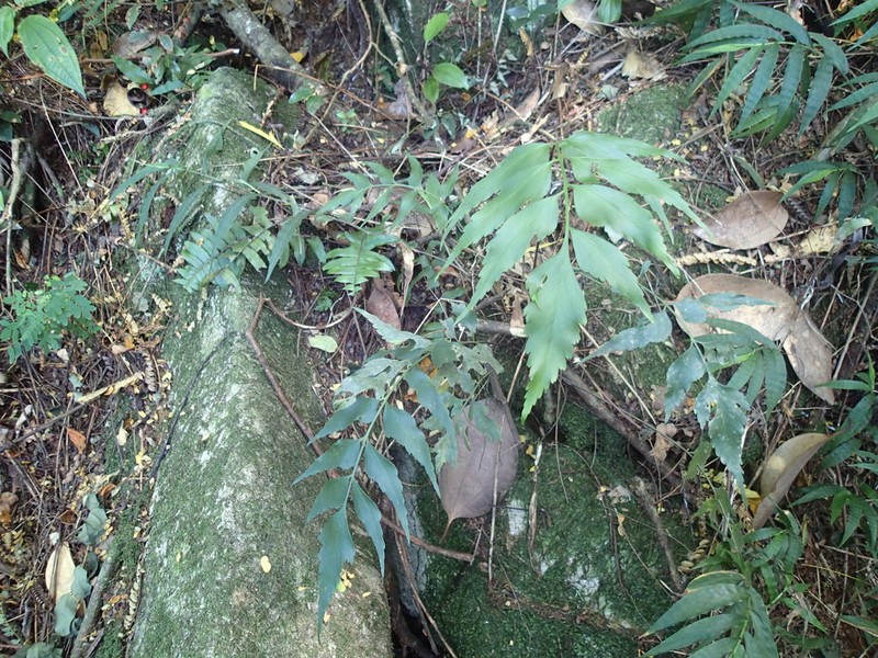 Asplenium petiolulatum photo 2