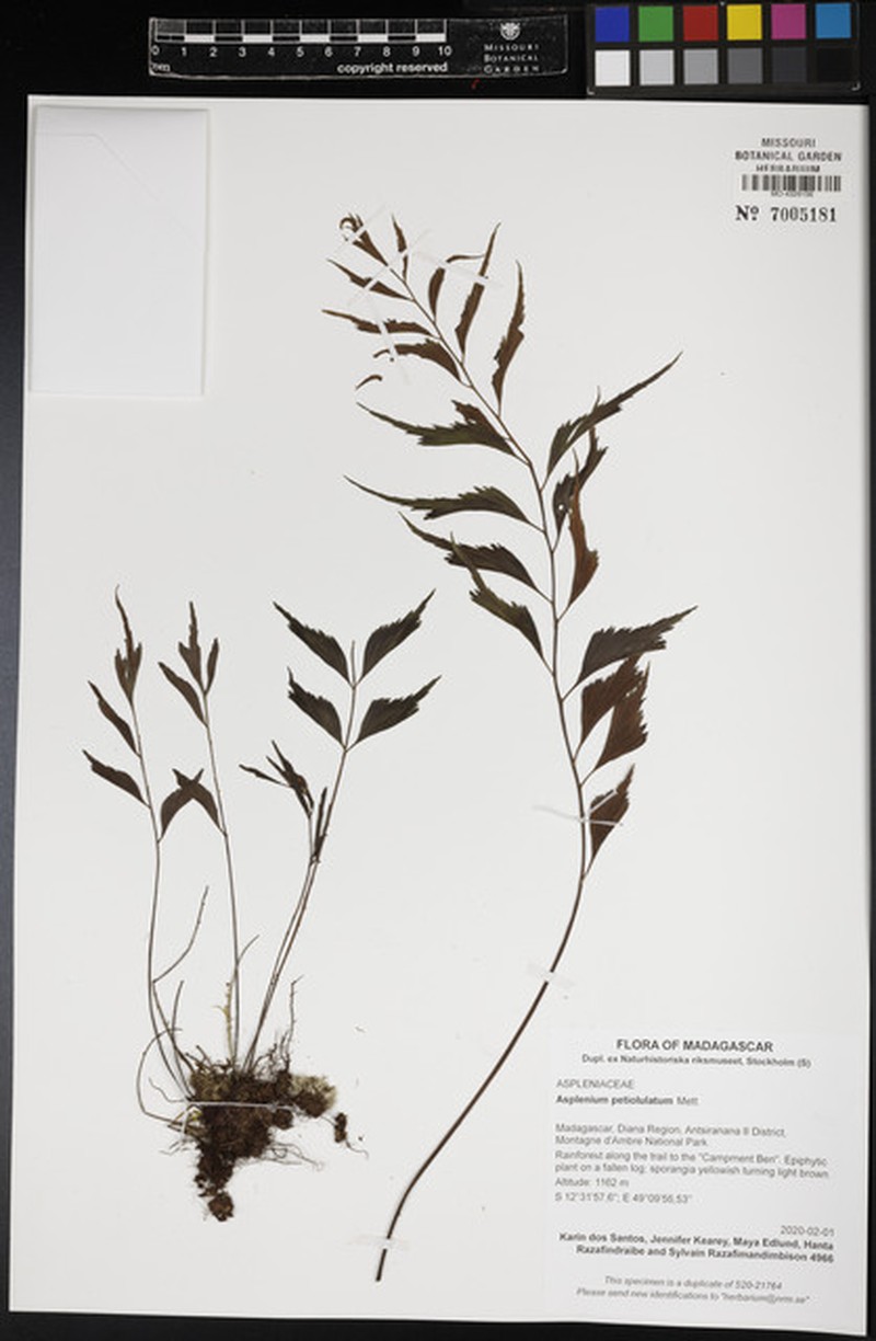 Asplenium petiolulatum photo 3