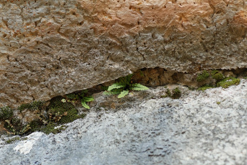Asplenium petrarchae photo 4