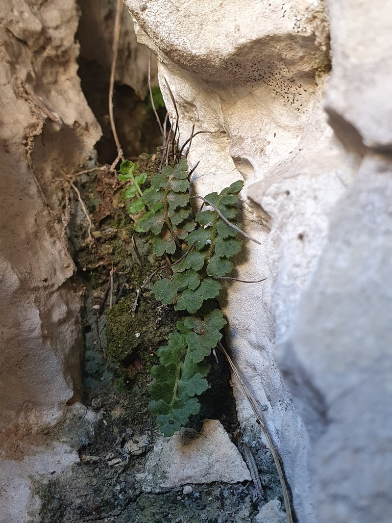 Asplenium petrarchae photo 5