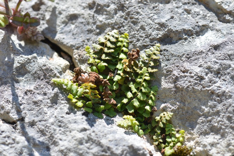Asplenium petrarchae photo 7