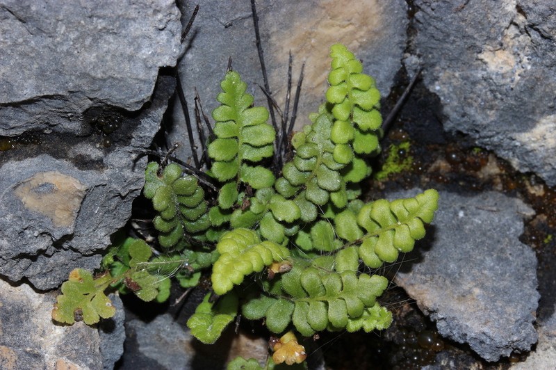 Asplenium petrarchae photo 8