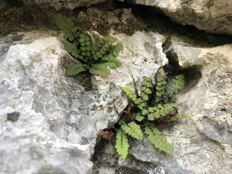 Asplenium petrarchae