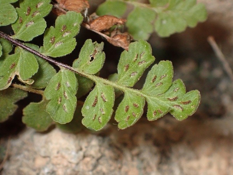 Asplenium petrarchae photo 2