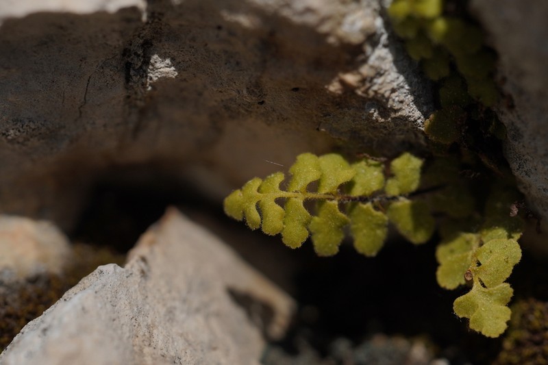 Asplenium petrarchae photo 3