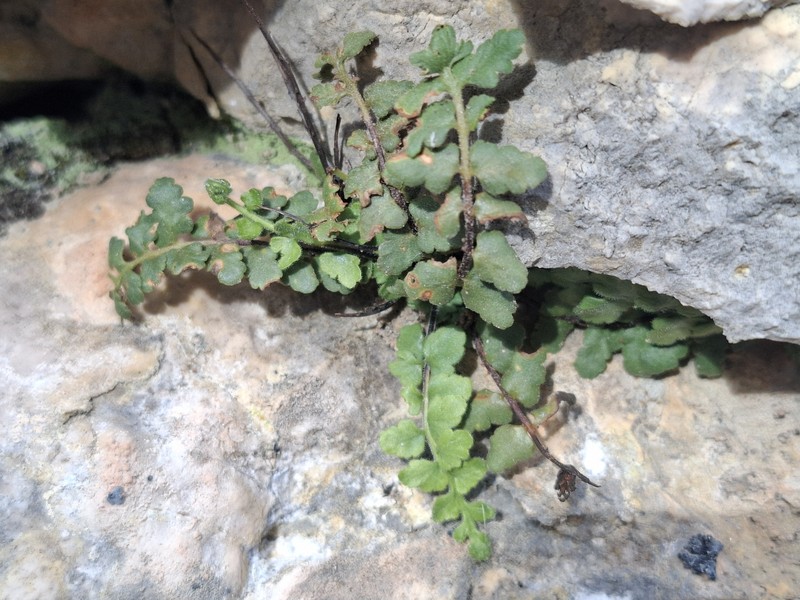 Asplenium petrarchae subsp. petrarchae