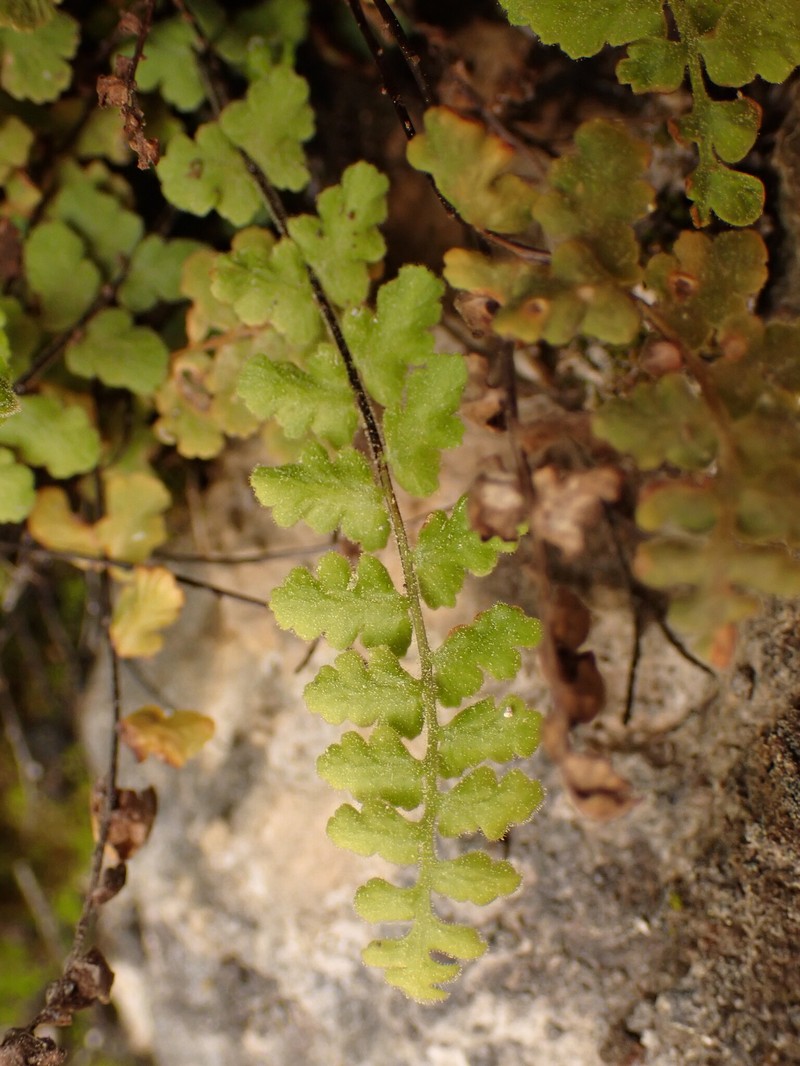 Asplenium petrarchae subsp. petrarchae photo 2