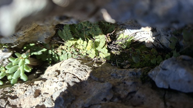 Asplenium petrarchae subsp. petrarchae photo 3