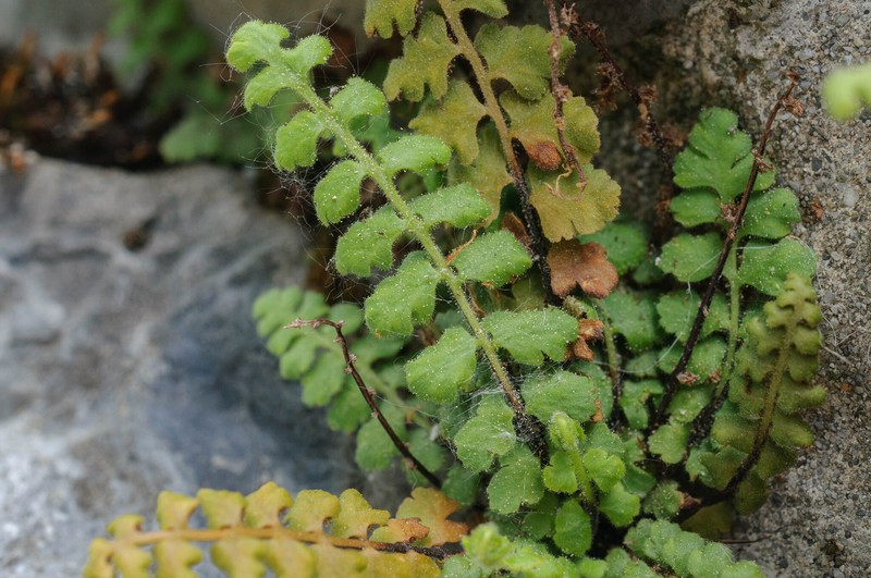Asplenium petrarchae subsp. petrarchae photo 4