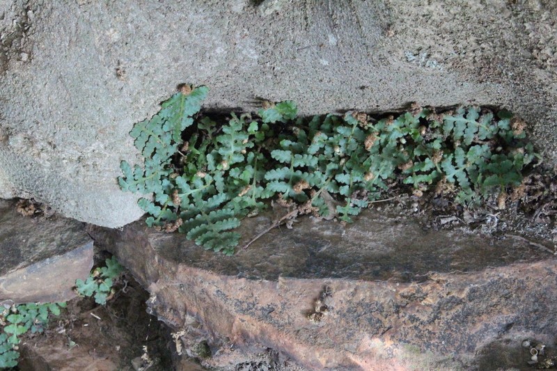 Asplenium phillipsianum