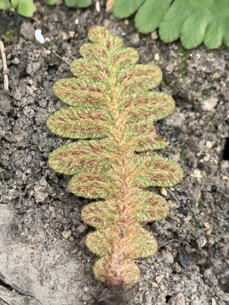 Asplenium phillipsianum photo 2