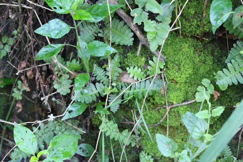 Asplenium phillipsianum photo 3