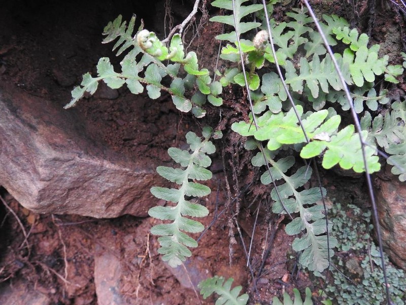 Asplenium phillipsianum photo 4