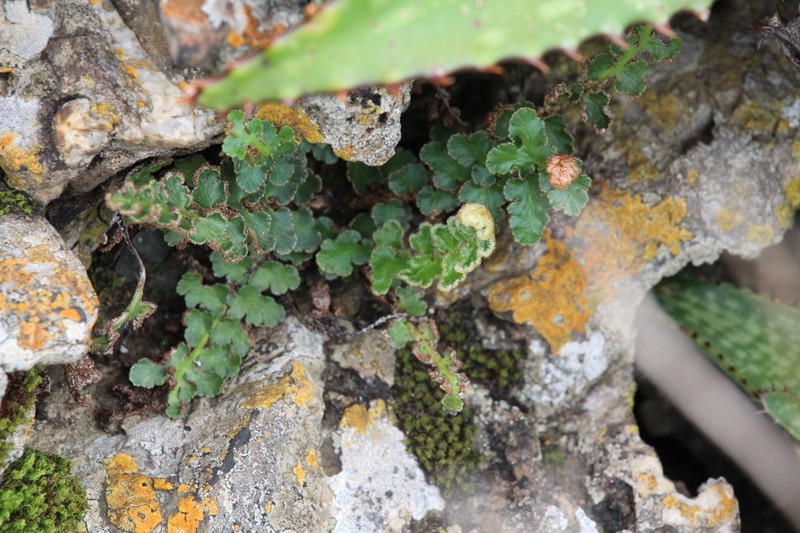 Asplenium phillipsianum photo 5