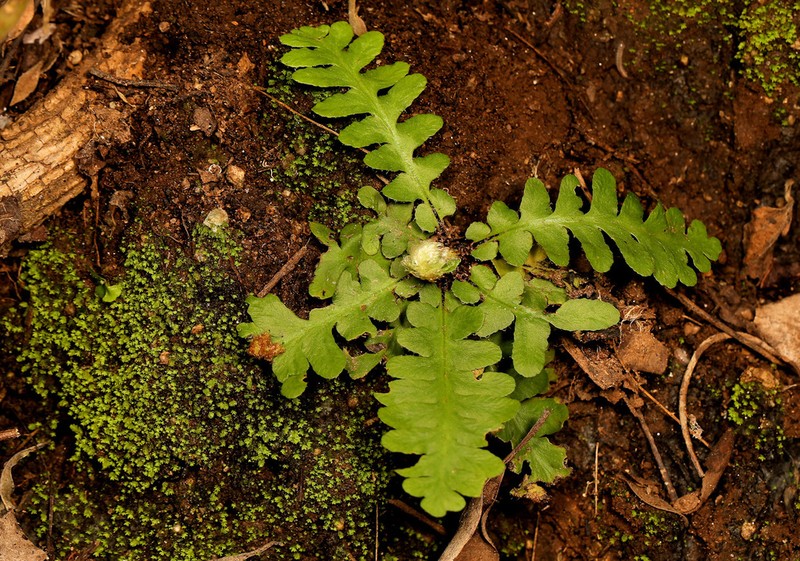 Asplenium phillipsianum photo 6