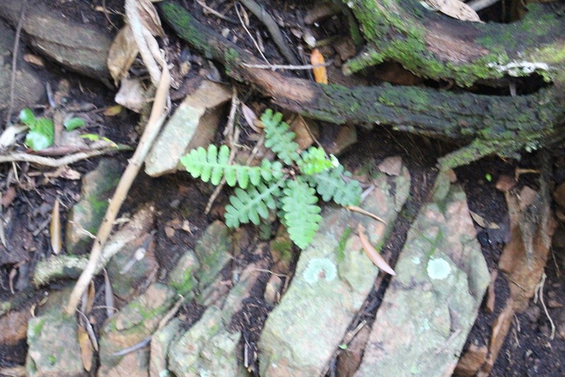 Asplenium phillipsianum photo 7