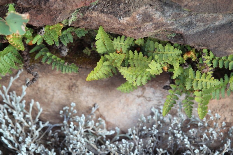 Asplenium phillipsianum photo 8