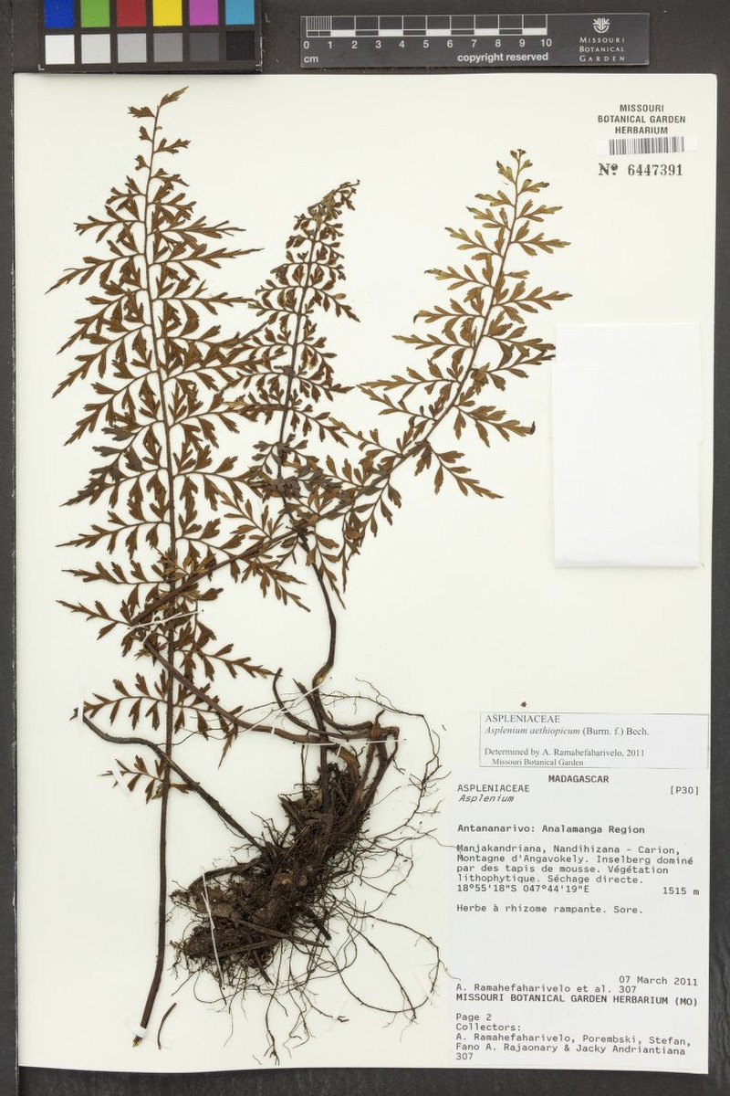 Asplenium phoebolense