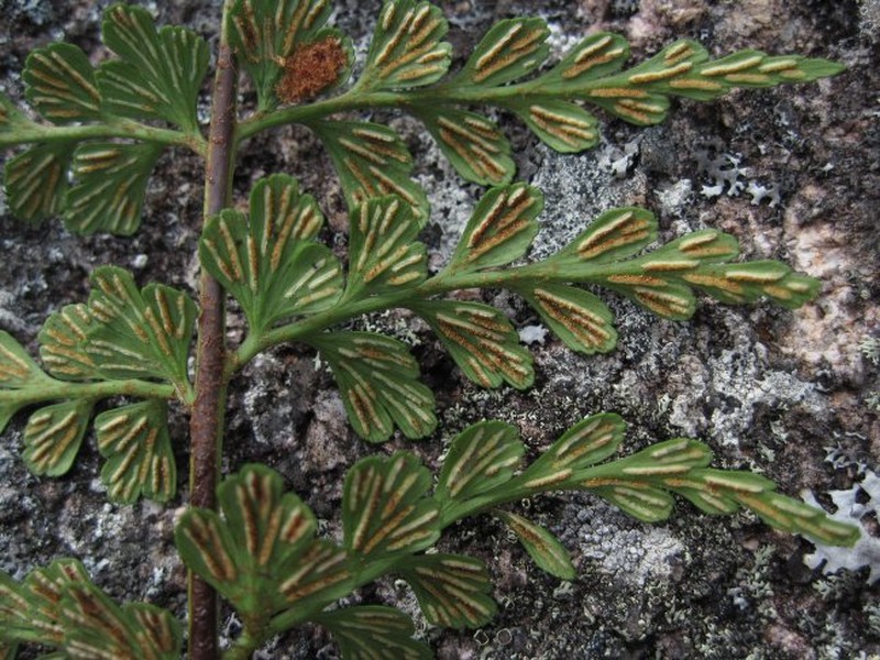 Asplenium phoebolense photo 2