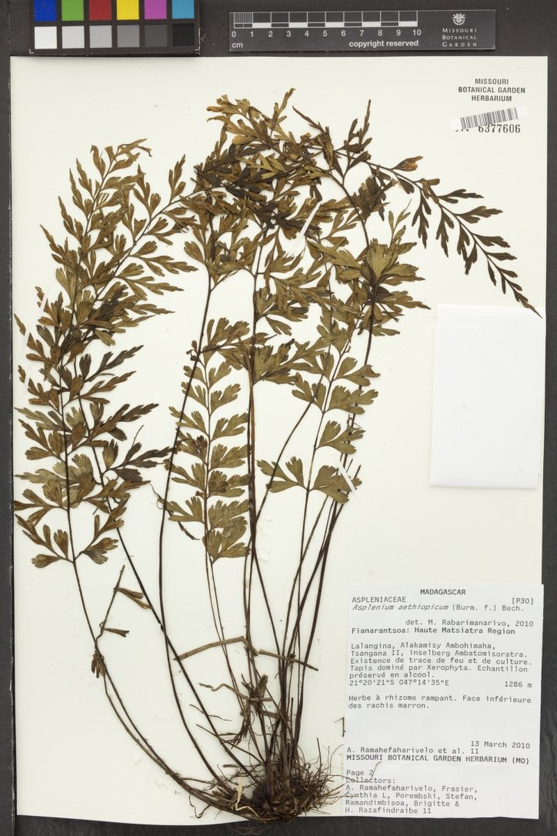 Asplenium phoebolense photo 3